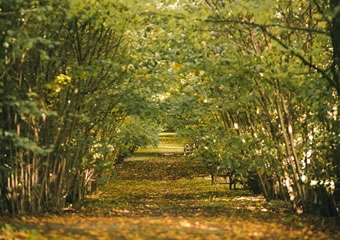 Nut Walk - tree lined walk