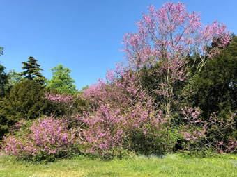 Judas Tree (340)